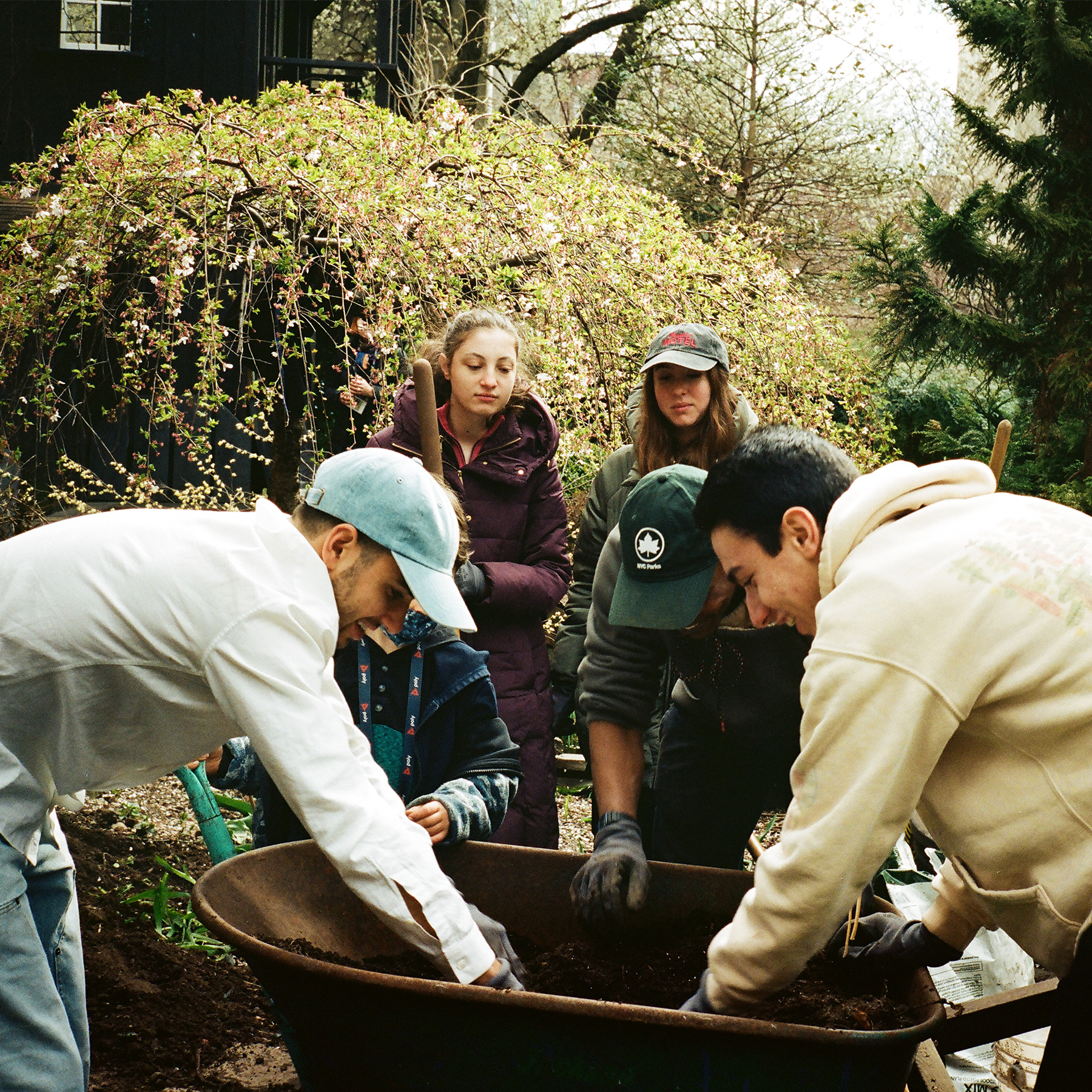 Volunteers filling a wheelbarrow with soil at a Lower East Side community garden planting day, spring blossoms in the background