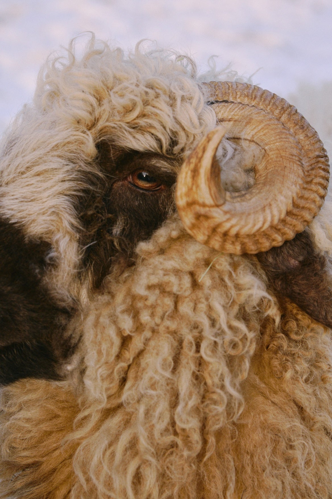 Close-up of brown-faced ram showing curled horn and long curly beige wool around its eye.