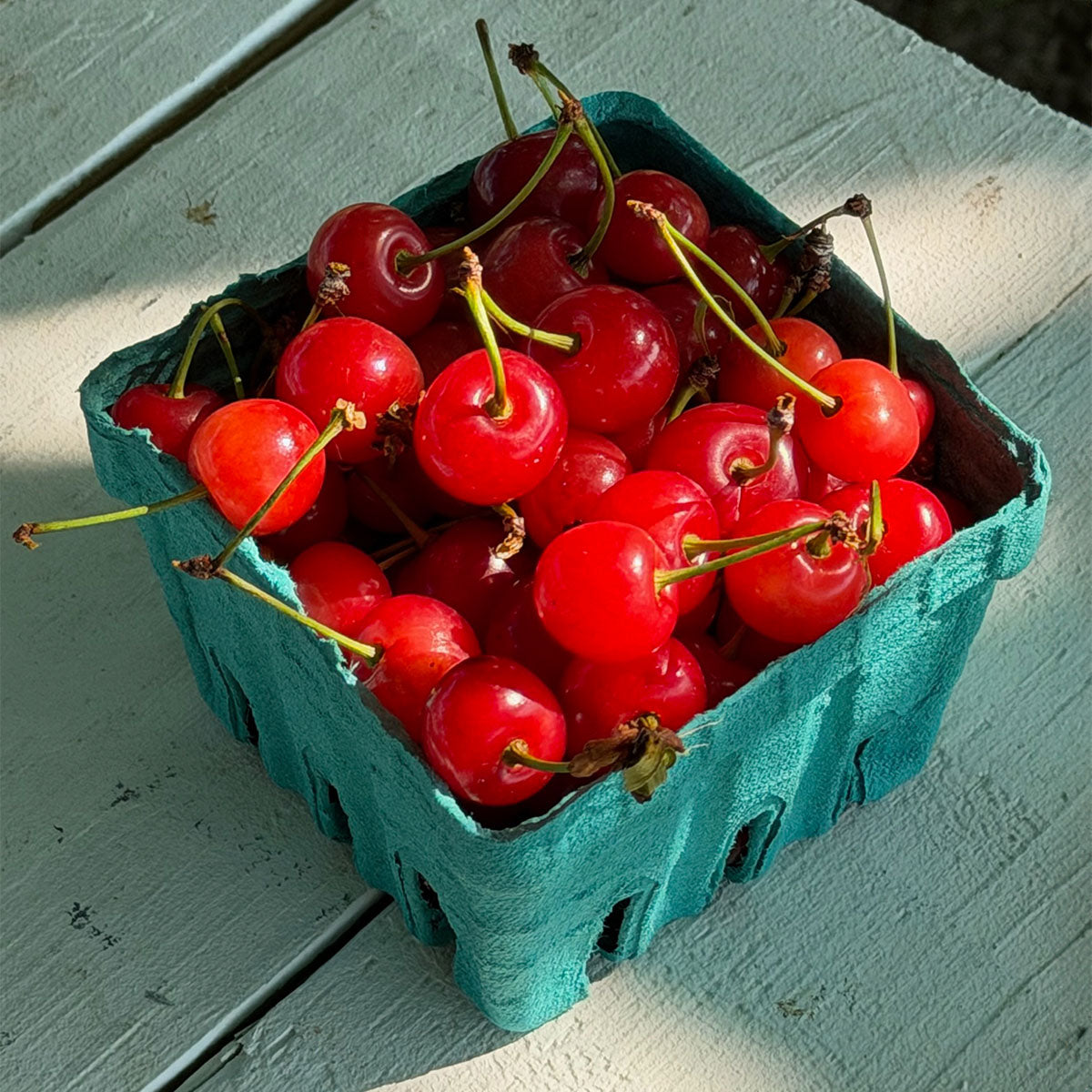 Small teal berry carton of bright red cherries sitting on a white painted wooden table in sunlight